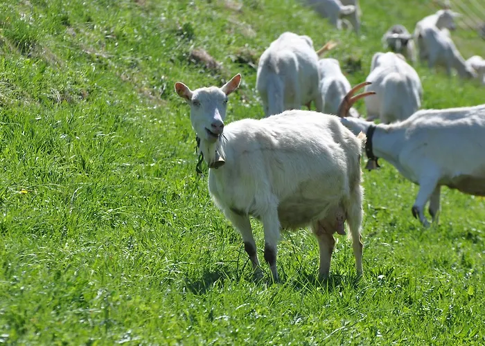 فندق Post أندير