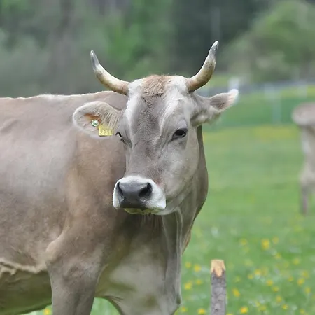 Post Szálloda Andeer